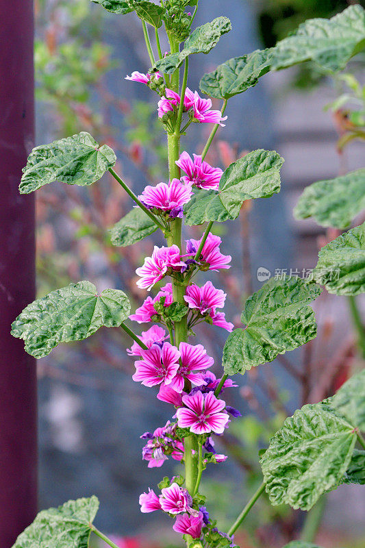 通常是Mallow / Malva Mauritiana / Malva Sylvestris